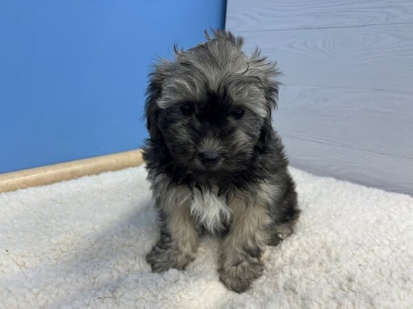 Lhasa Poo Dog Male Grizzle 21619 Petland Batavia, Illinois