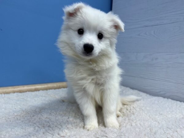 American Eskimo Dog Male White 21620 Petland Batavia, Illinois