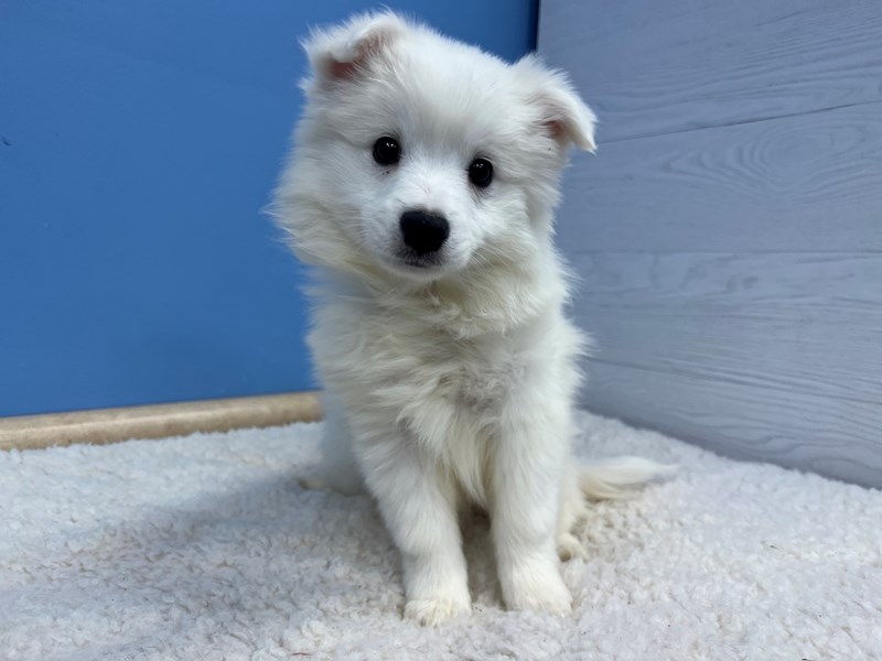 American Eskimo - 21620 Image #1
