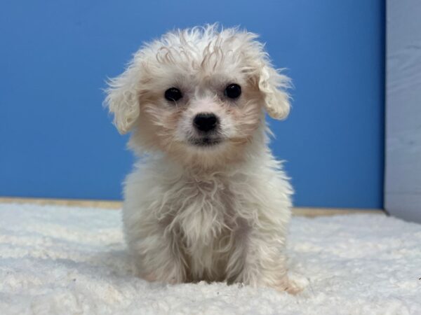 Bichon Frise Dog Male White 21621 Petland Batavia, Illinois