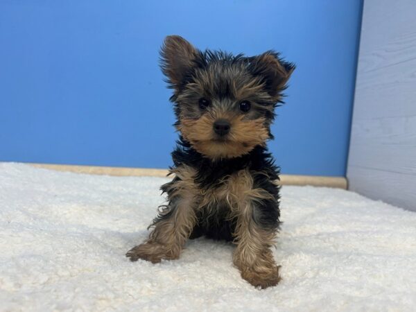 Yorkshire Terrier Dog Male Black and Tan 21631 Petland Batavia, Illinois