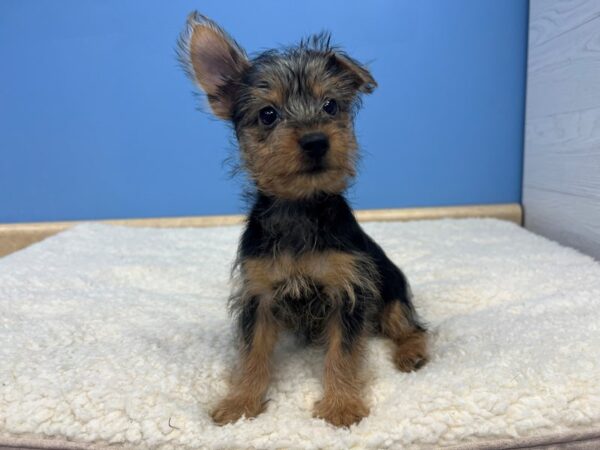 Silky Terrier-Dog-Female-Silver Black and Tan-21630-Petland Batavia, Illinois