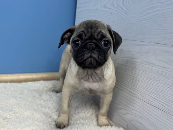 Pug-Dog-Female-Fawn-21629-Petland Batavia, Illinois