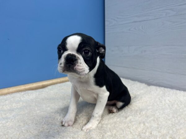 Boston Terrier Dog Male Black Brindle 21633 Petland Batavia, Illinois