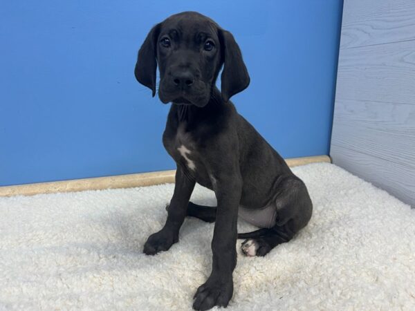 Great Dane Dog Female Black 21634 Petland Batavia, Illinois