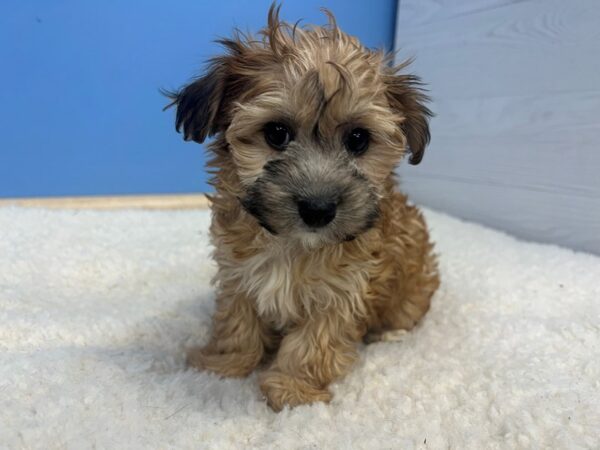 Yochon Dog Female Gold 21644 Petland Batavia, Illinois