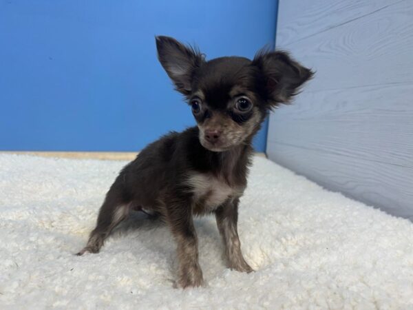 Chihuahua Dog Female Chocolate and Tan 21645 Petland Batavia, Illinois