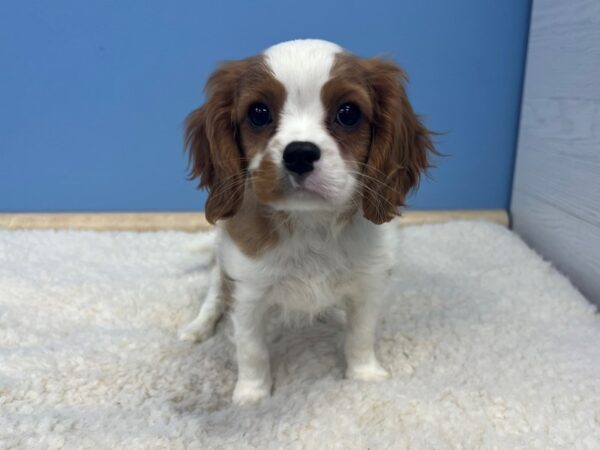 [#21639] Blenheim Male Cavalier King Charles Spaniel Puppies For Sale