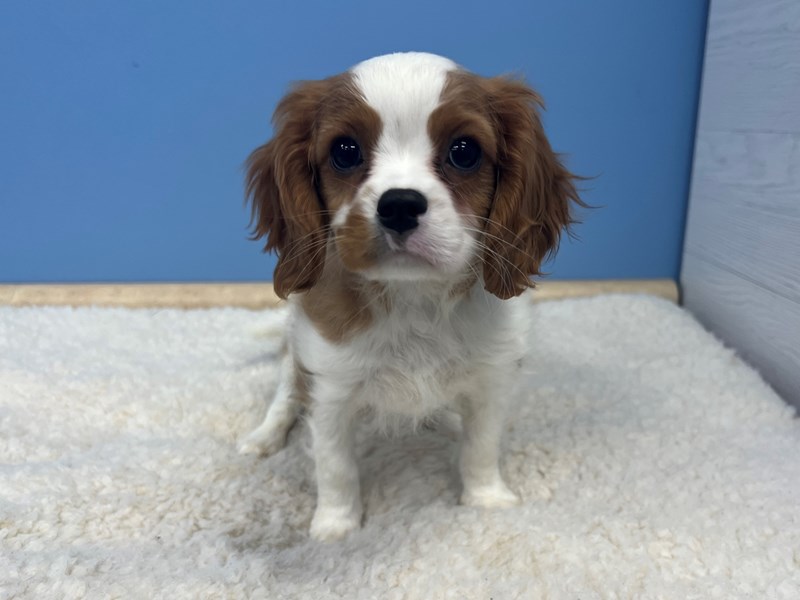 Cavalier King Charles Spaniel - 21639 Image #1