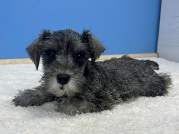 Miniature Schnauzer Dog Male Salt / Pepper 21636 Petland Batavia, Illinois