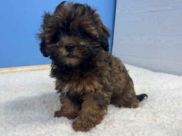 Shih Poo Dog Male Red Gold 21641 Petland Batavia, Illinois