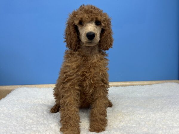 Standard Poodle Dog Female Red 21650 Petland Batavia, Illinois