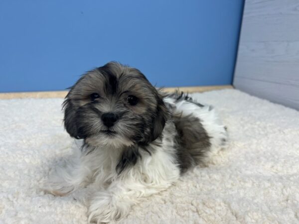 Teddy Bear Dog Female Brown and White 21653 Petland Batavia, Illinois