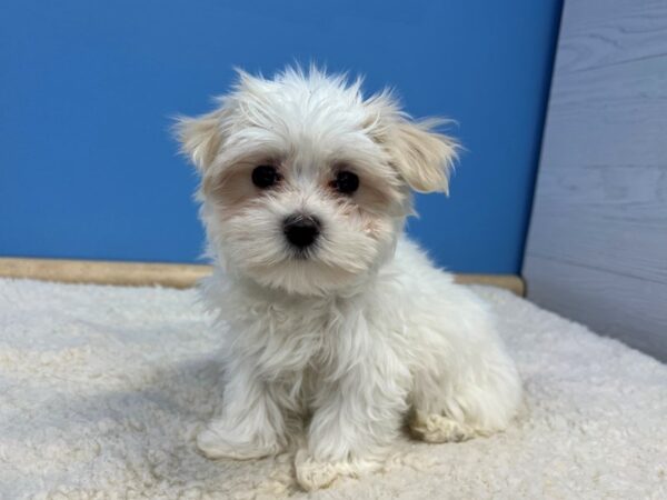 Maltese Dog Male White 21664 Petland Batavia, Illinois