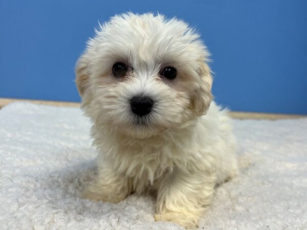 Havanese Dog Female Cream 21663 Petland Batavia, Illinois