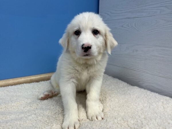 Great Pyrenees-Dog-Male-White-21662-Petland Batavia, Illinois