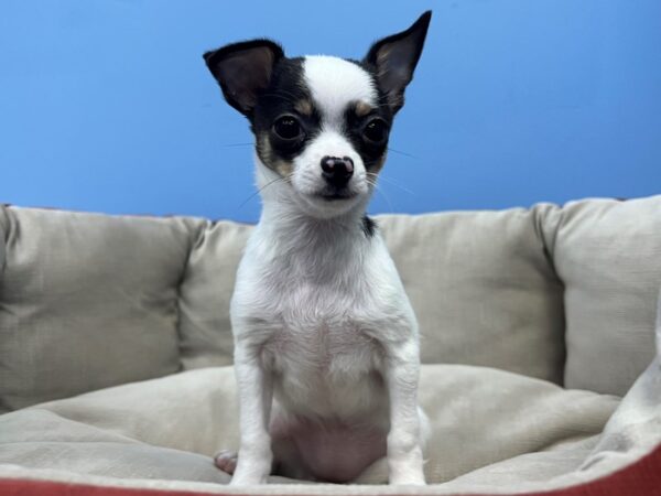 Chihuahua-Dog-Female-Black and Tan-21661-Petland Batavia, Illinois