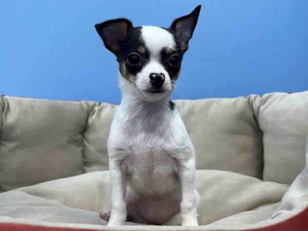 Chihuahua Dog Female Black and Tan 21661 Petland Batavia, Illinois