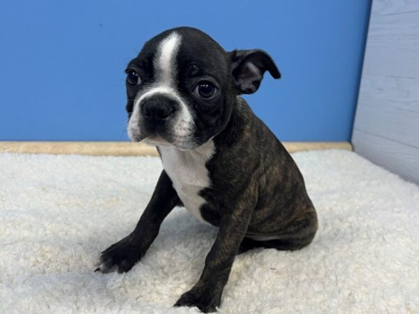 Boston Terrier Dog Male Black Brindle and White 21660 Petland Batavia, Illinois