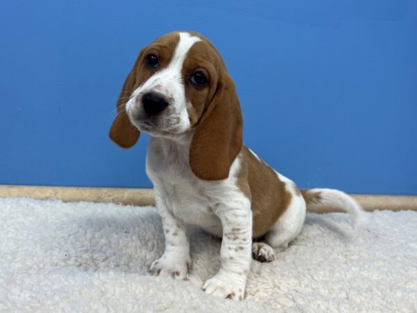 Beagle Dog Male Red and White 21659 Petland Batavia, Illinois