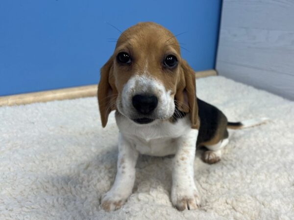 Beagle Dog Female Black White and Tan 21658 Petland Batavia, Illinois