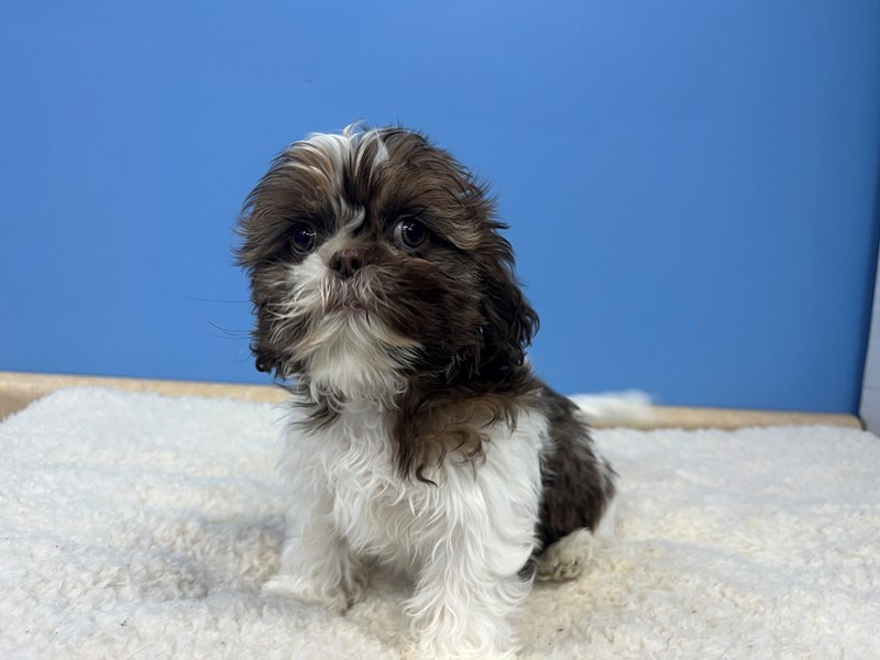 Shih Tzu - 21672 Image #1