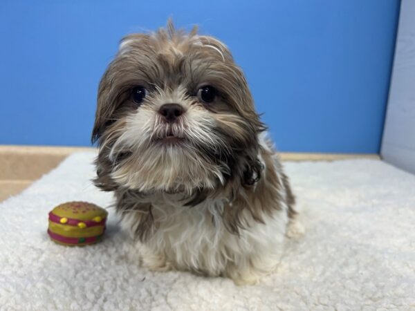 Shih Tzu Dog Male Black Gold / White 21679 Petland Batavia, Illinois