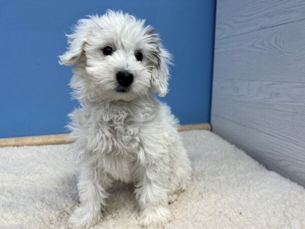 Bernedoodle Mini 2nd Gen Dog Female White 21674 Petland Batavia, Illinois