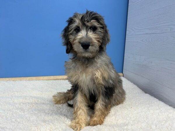 Goldendoodle 2nd Generation Dog Male Blue Merle 21666 Petland Batavia, Illinois