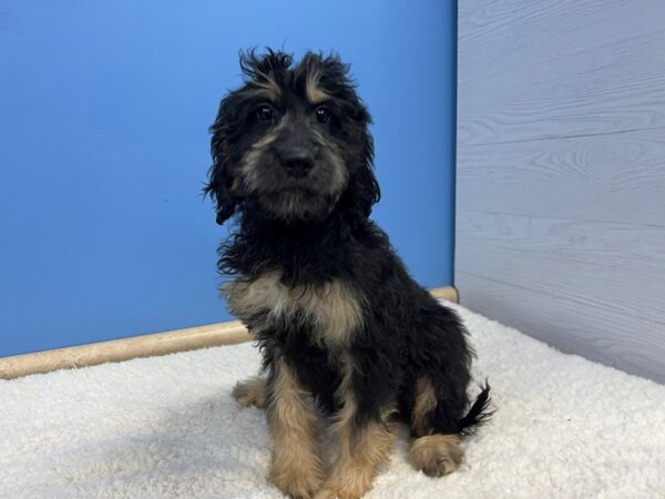 Goldendoodle 2nd Generation Dog Female Black, Tan Markings 21665 Petland Batavia, Illinois