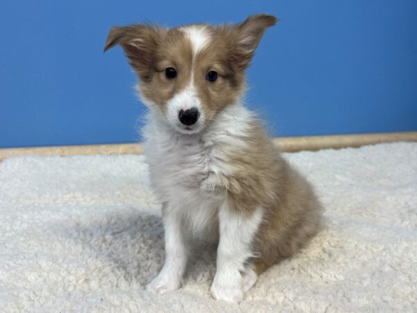 Shetland Sheepdog-Dog-Male-Red Merle-21677-Petland Batavia, Illinois