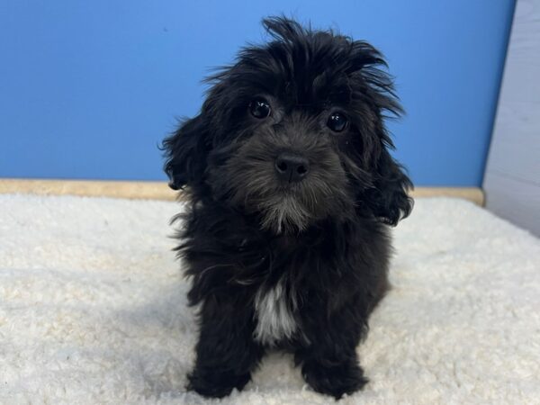 Shih Poo Dog Female Black 21675 Petland Batavia, Illinois