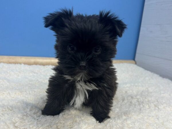 Morkie Dog Female Black 21671 Petland Batavia, Illinois