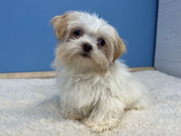 Hava Poo-Dog-Female-Cream / White-21667-Petland Batavia, Illinois