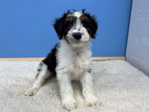 Toy Aussie Poo-Dog-Male-Black and White-21682-Petland Batavia, Illinois