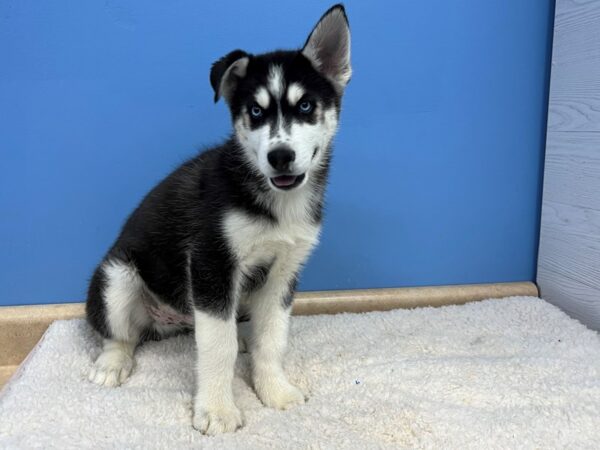 Siberian Husky Dog Male Black / White 21680 Petland Batavia, Illinois