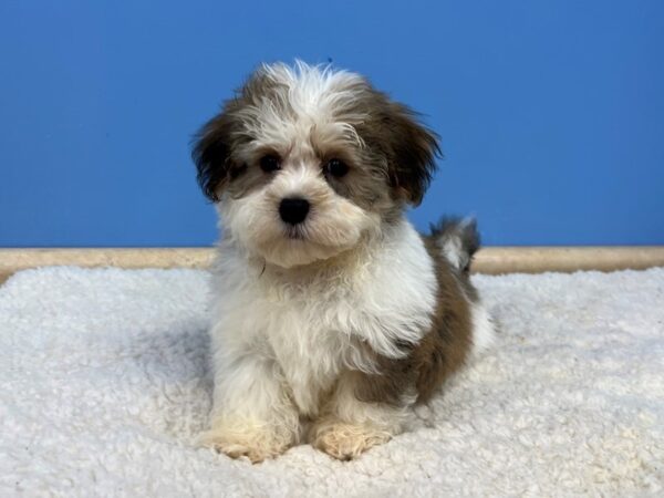 Havanese Dog Male Gold Sable 21684 Petland Batavia, Illinois