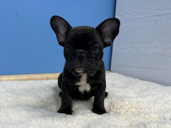 [#21683] Brindle Male French Bulldog Puppies For Sale