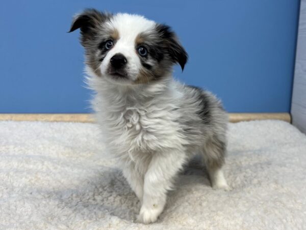 Miniature Australian Shepherd Dog Female Blue Merle White and Tan 21685 Petland Batavia, Illinois