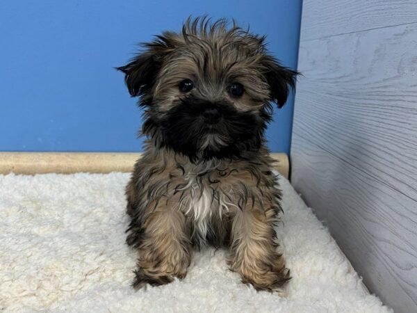 Havamalt-Dog-Female-Grizzle-21681-Petland Batavia, Illinois