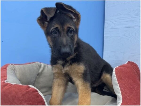 German Shepherd Dog Dog Male Black / Red 21673 Petland Batavia, Illinois