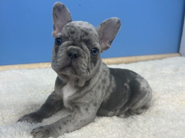 French Bulldog Dog Female Blue Merle 21704 Petland Batavia, Illinois