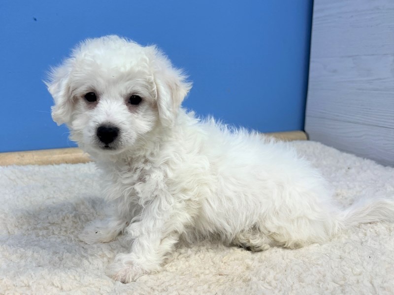 Bichon Frise - 21694 Image #1