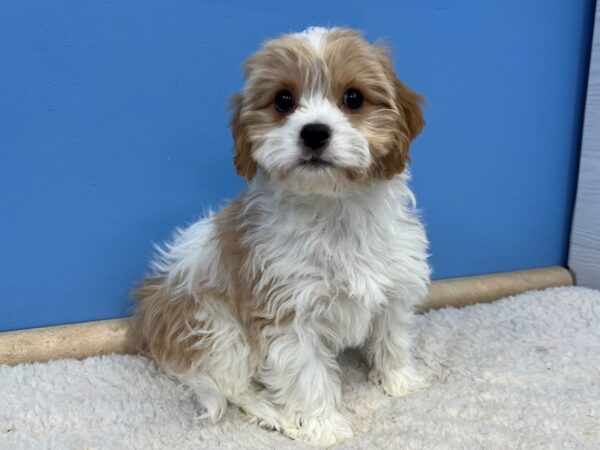 [#21693] Blenheim and White Female Cavachon Puppies For Sale
