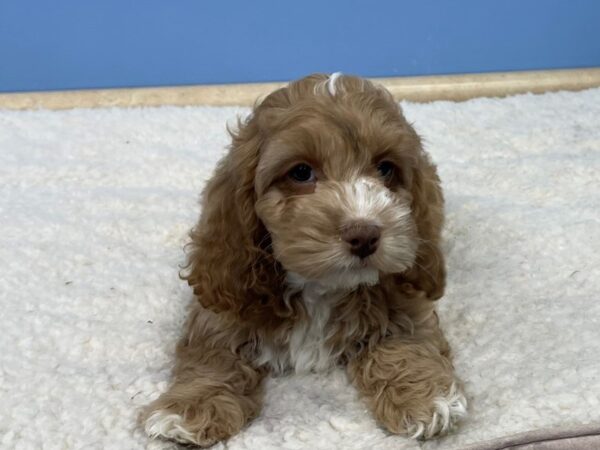 [#21706] Buff and White Male Cockapoo Puppies For Sale