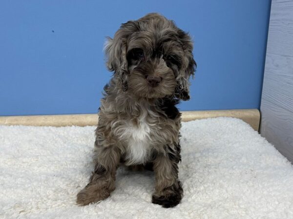 Cockapoo-Dog-Female-Chocolate Merle-21707-Petland Batavia, Illinois