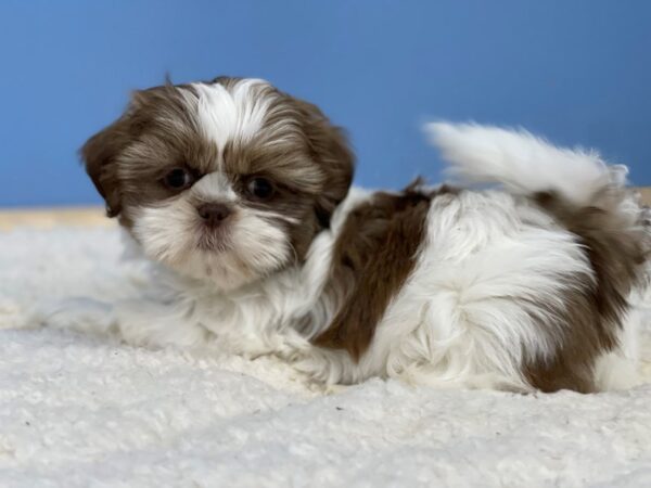 Shih Tzu Dog Female Chocolate and White 21700 Petland Batavia, Illinois