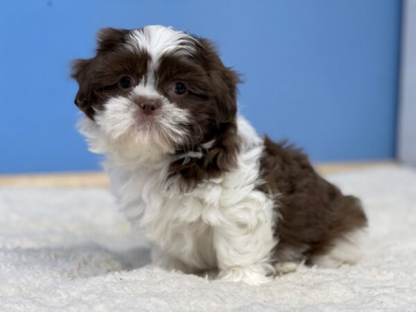 [#21699] Chocolate and White Male Shih Tzu Puppies For Sale