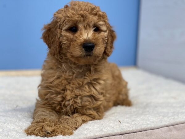 [#21697] Red Male Goldendoodle Mini 2nd Gen Puppies For Sale
