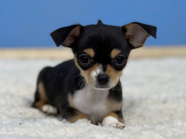 [#21713] Black White / Tan Male Chihuahua Puppies For Sale